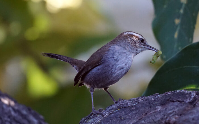 A small brown bird holding a small caterpillar.