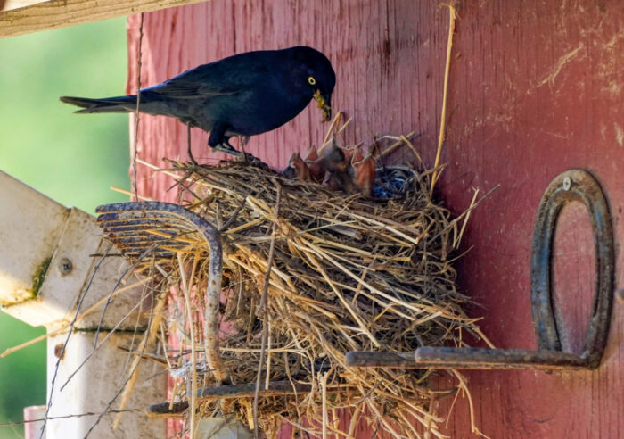 A blackbird feeding nestlings in a nest built on top of a rusty rake. A red wooden wall is in the background and a white downspout helps to support the nest.