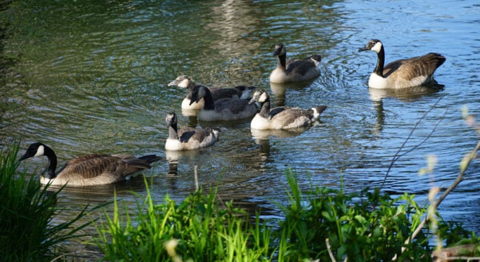 A group of Canada geese swimming in the water. The sun is shining and some vegetation can be seen.