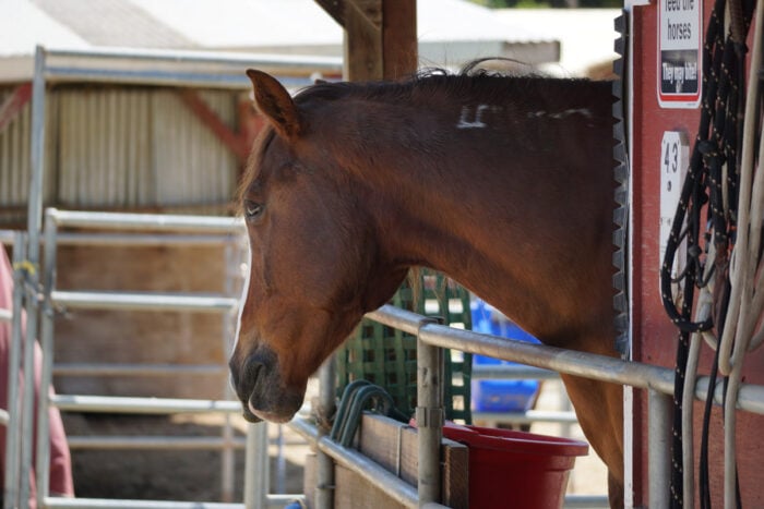 The upper body and head of a mustang at a horse stall with the BLM branding visible.