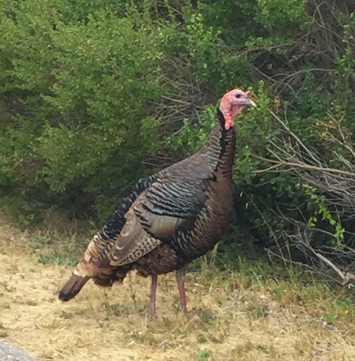 A wild turkey stands in the dried grass in front of a green bush.