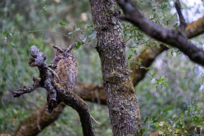 An owl sitting in a tree in a leafy forest.