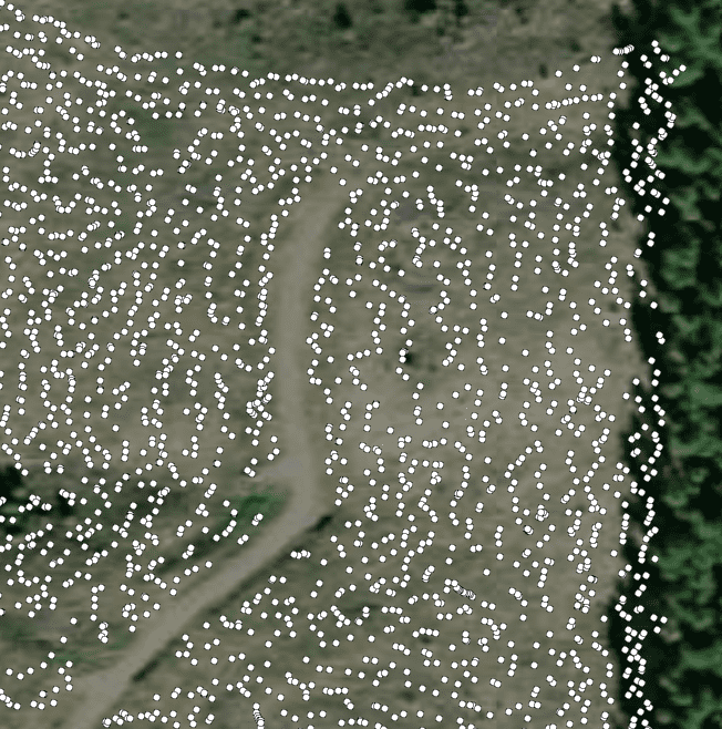 An aerial image with white dots showing the location of planted trees.