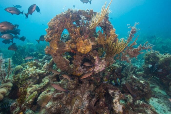 History of Artificial Coral Reefs | Geography Realm