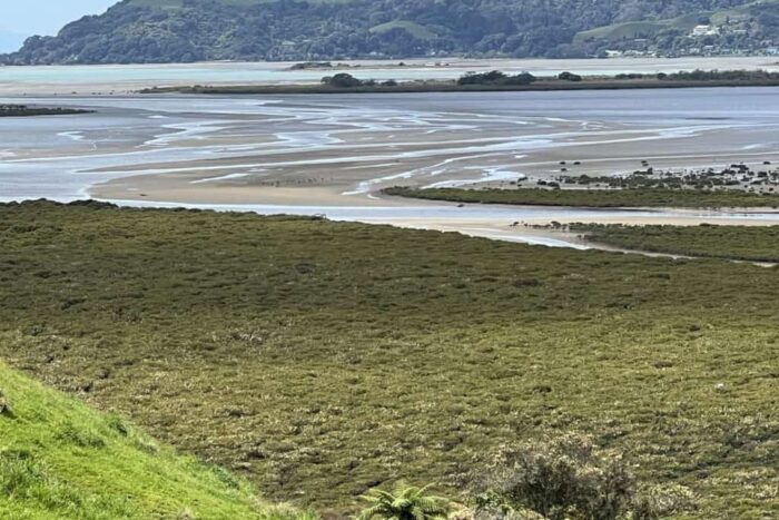 Nukuhou coastal wetland. A tidal wetland with grey mangroves (Avicennia marina) and salt marsh threatened by sea level rise. At Ohiwa Harbor, North Island, New Zealand.