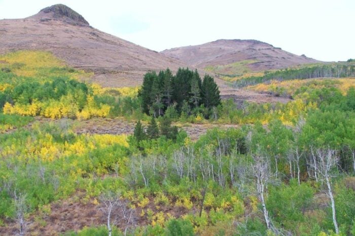 A view of an aspen forest showing yellow and green leaved trees with a hill and a ridge in the background.
