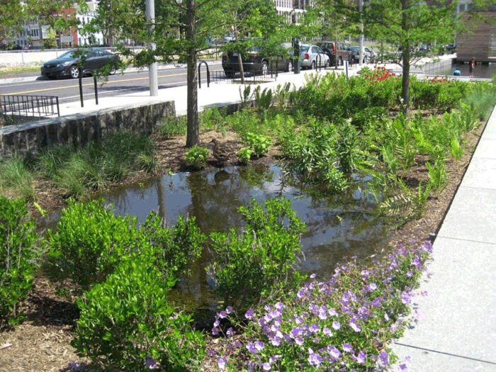 A picture of a rain garden in between a street and a sidewalk.