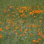 A meadow at Russian Ridge Open Space Preserve in the Santa Cruz Mountains with California poppies. Photo: Caitlin Dempsey.