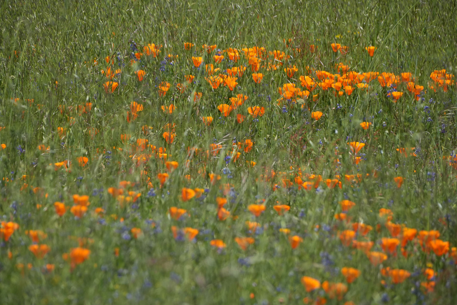 A meadow at Russian Ridge Open Space Preserve in the Santa Cruz Mountains with California poppies. Photo: Caitlin Dempsey.