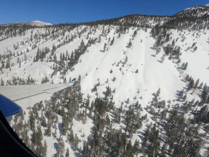 A view from a plane at a snow covered mountain with conifer trees in the Sierras.