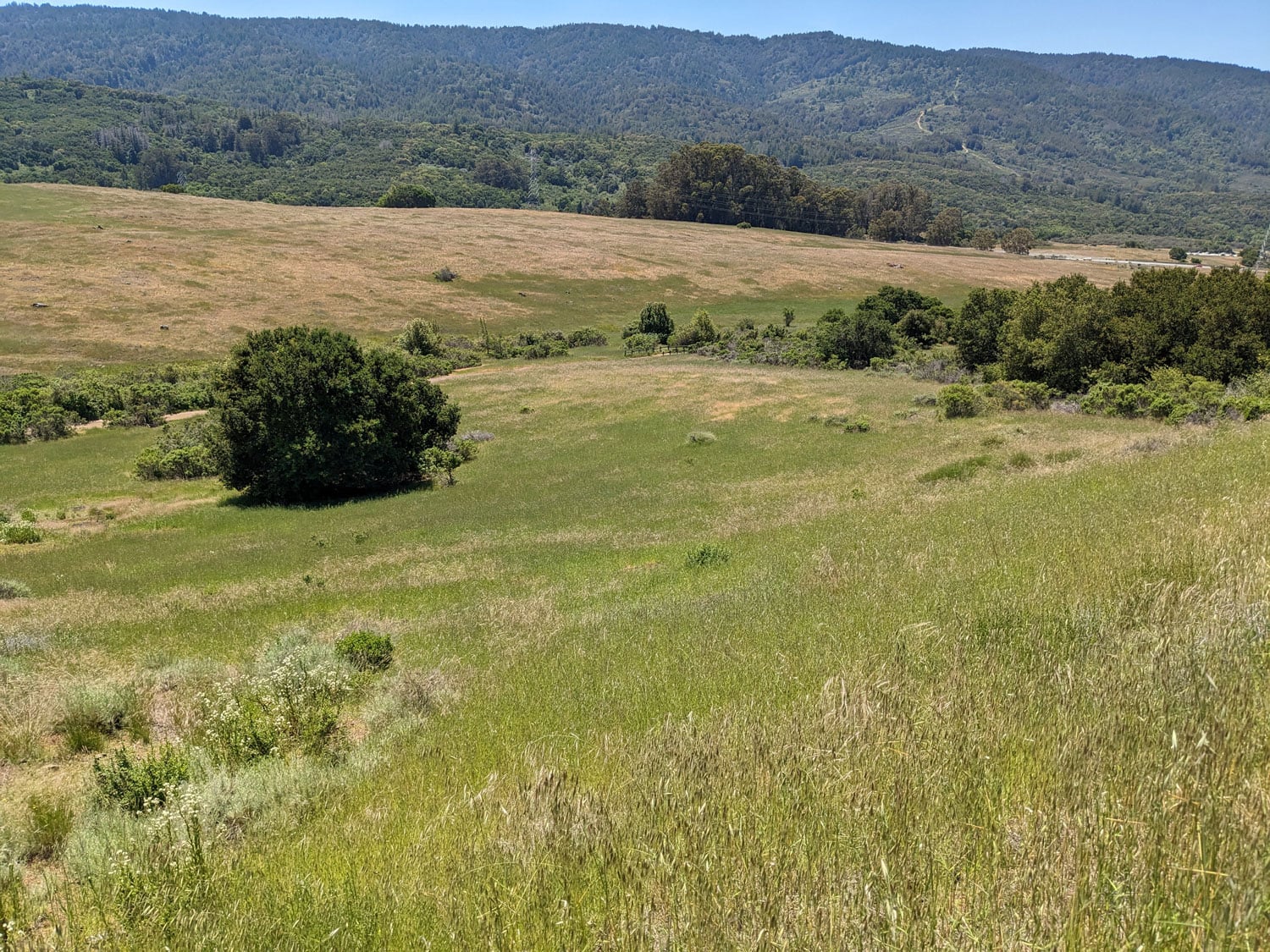 Healthy vegetation absorbs more and reflects more green light. Photo: Caitlin Dempsey.
