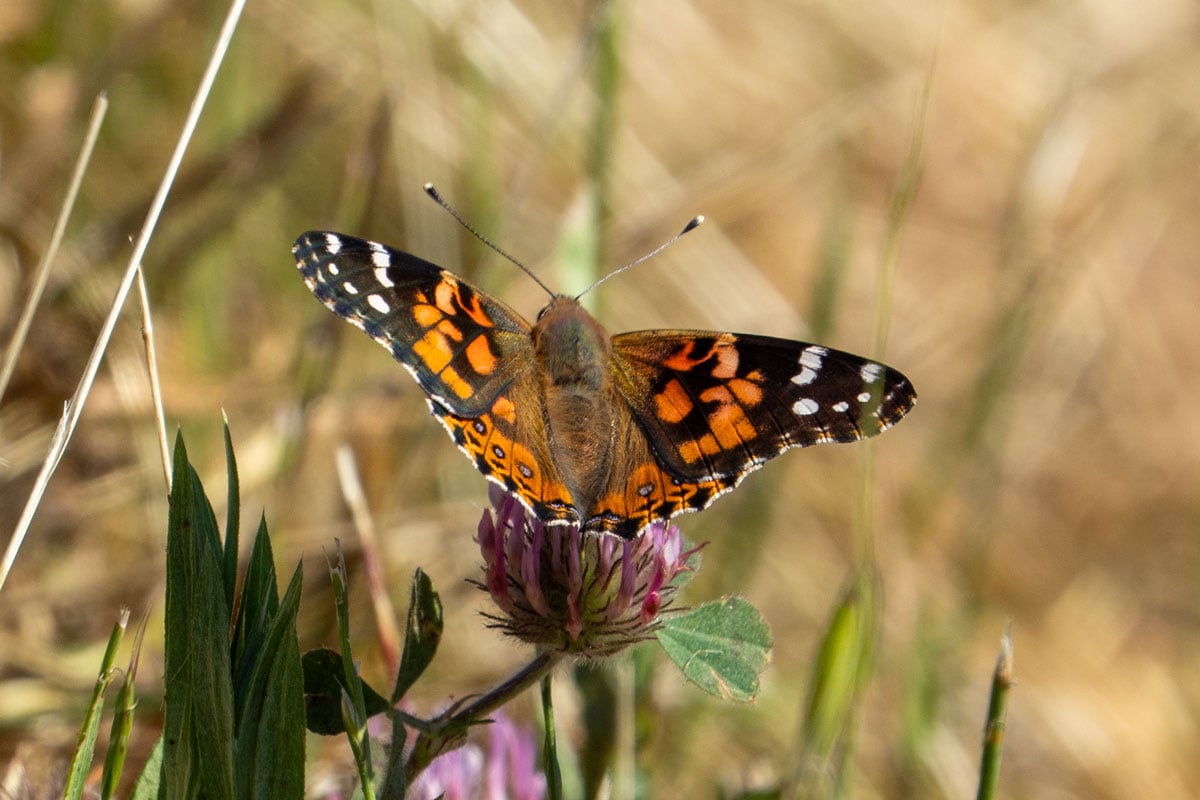 Painted lady butterfly with wings spread while feeding on a clover flower at Bear Creek Redwoods Open Space Preserve, California.