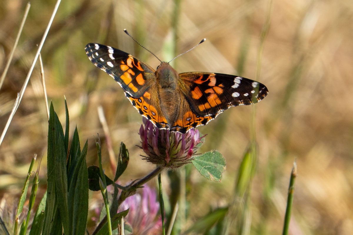 Painted lady butterfly with wings spread while feeding on a clover flower at Bear Creek Redwoods Open Space Preserve, California.