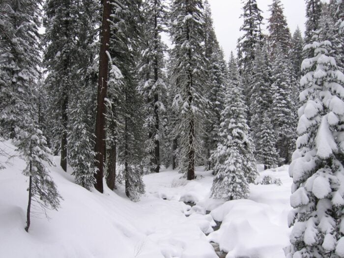 Snow among conifer trees.