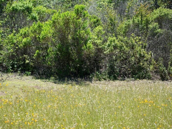 A view of chaparral bushes with a bare zone in front of them and grassland in the foreground.