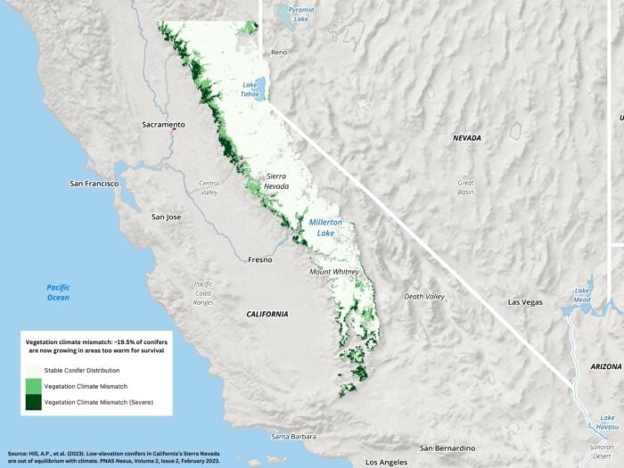 A gray shaded relief map of California showing in shades of green where climate mismatched forests are in the Sierra Nevada.