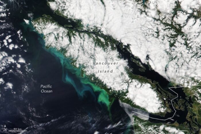 A satellite image of Vancouver island showing puffy clouds and swirling green phytoplankton blooms.