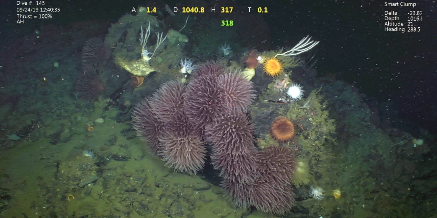 Pom-pom anemone on the Pacific Ocean floor off California.