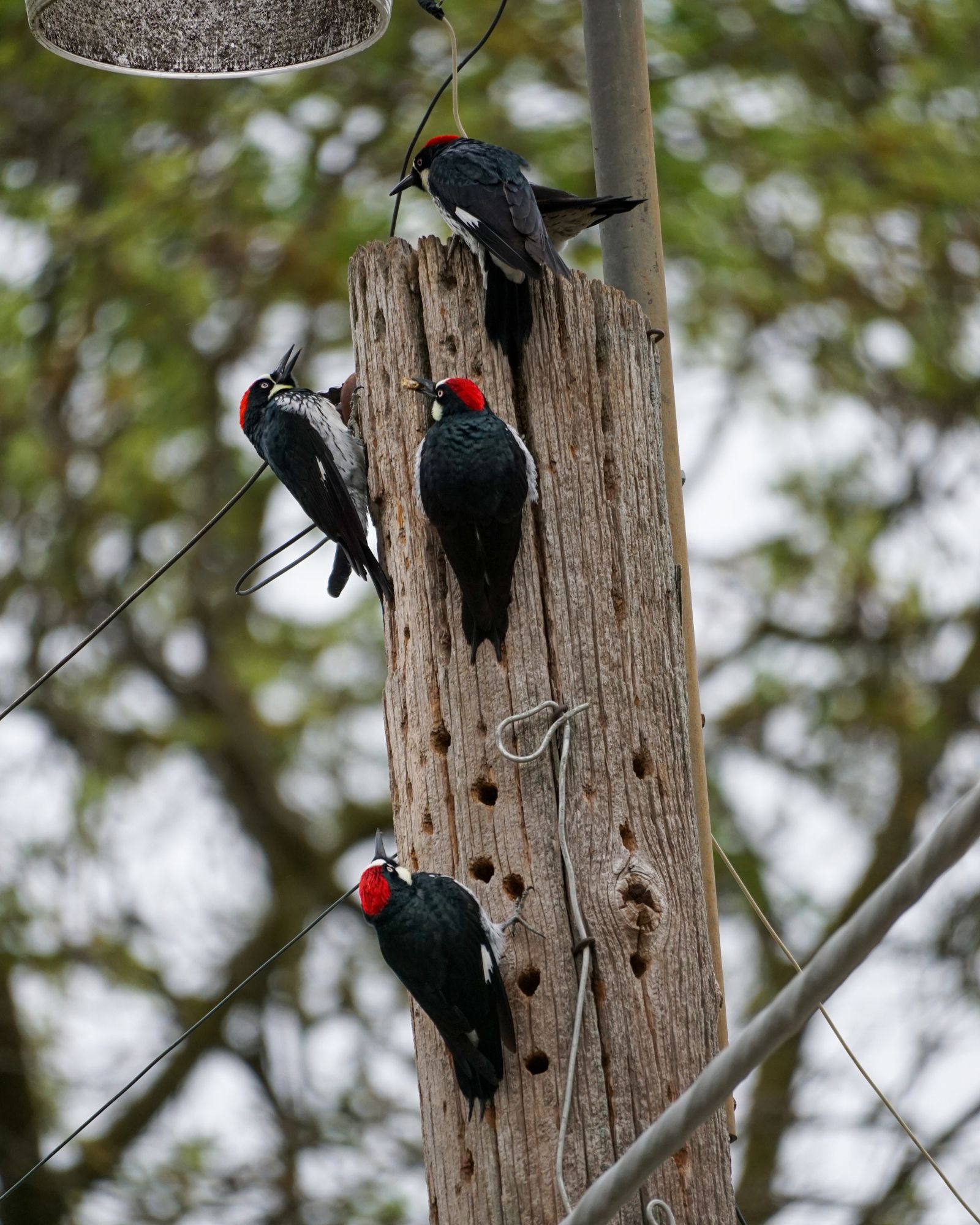 Acorn Woodpeckers in Northern California Geography Realm