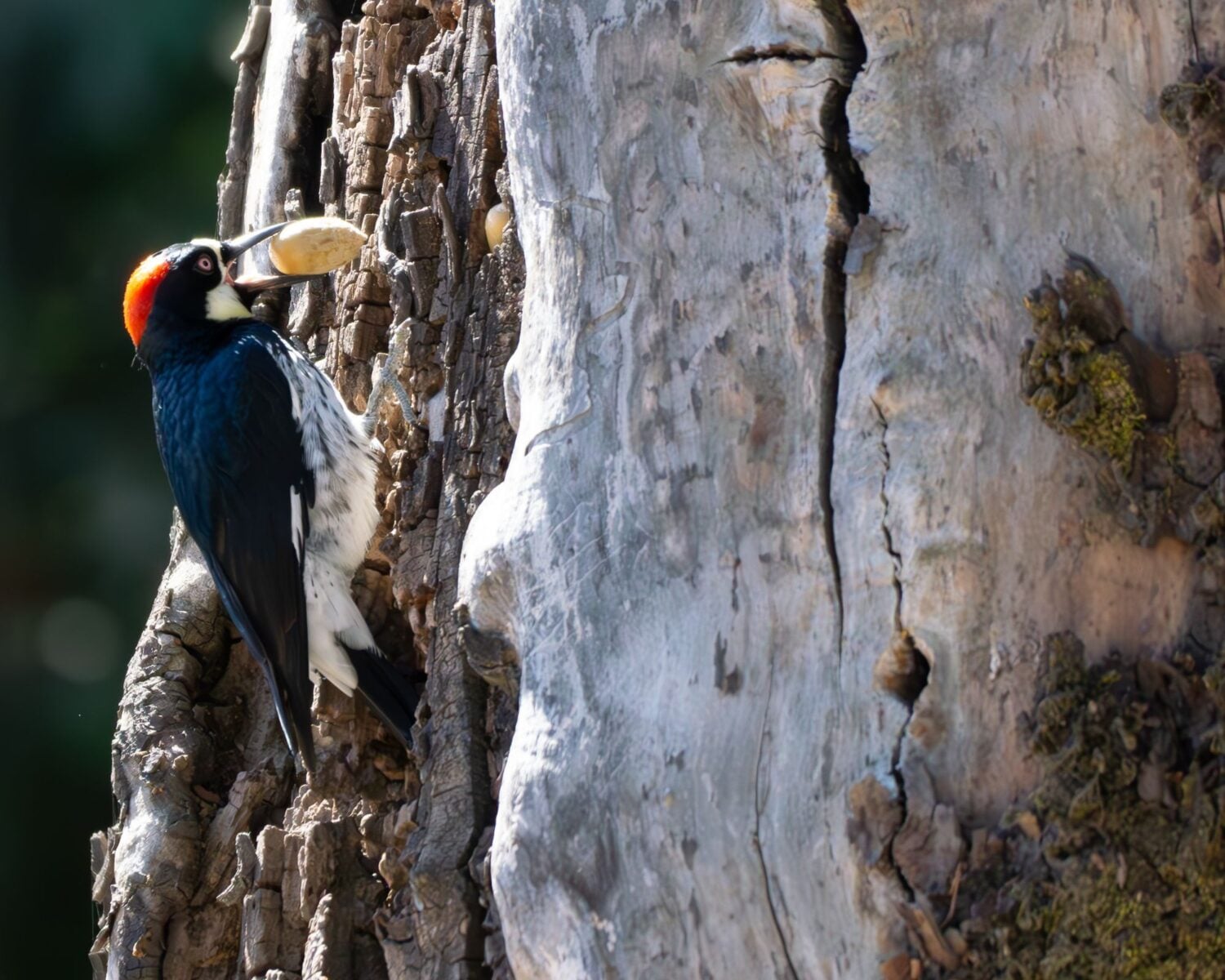 An acorn woodpecker holding a large acorn in her beak while perched on a tree stump.