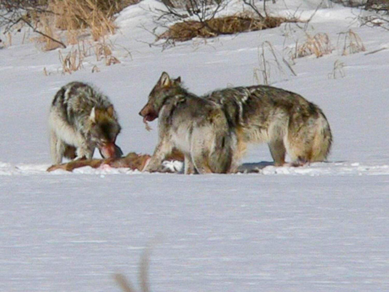 Three wolves eating a deer in the snow.