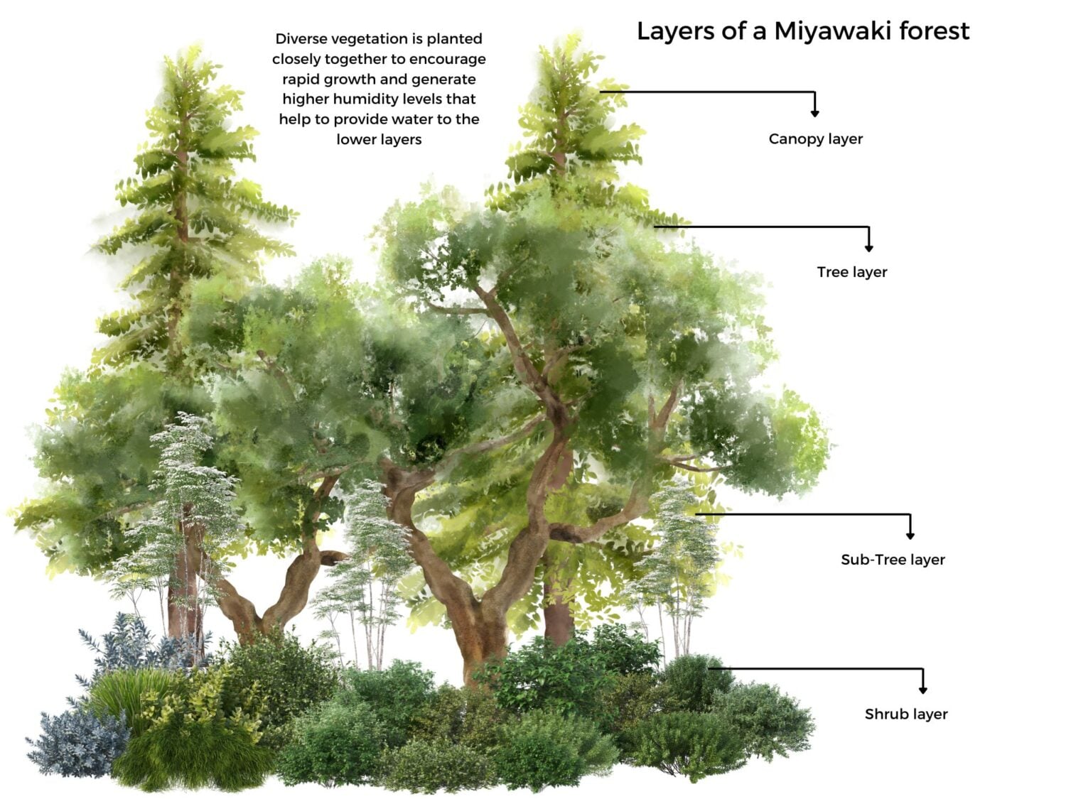 A diagram with shrubs and trees planted together to explain a Miyawaki Forest.
