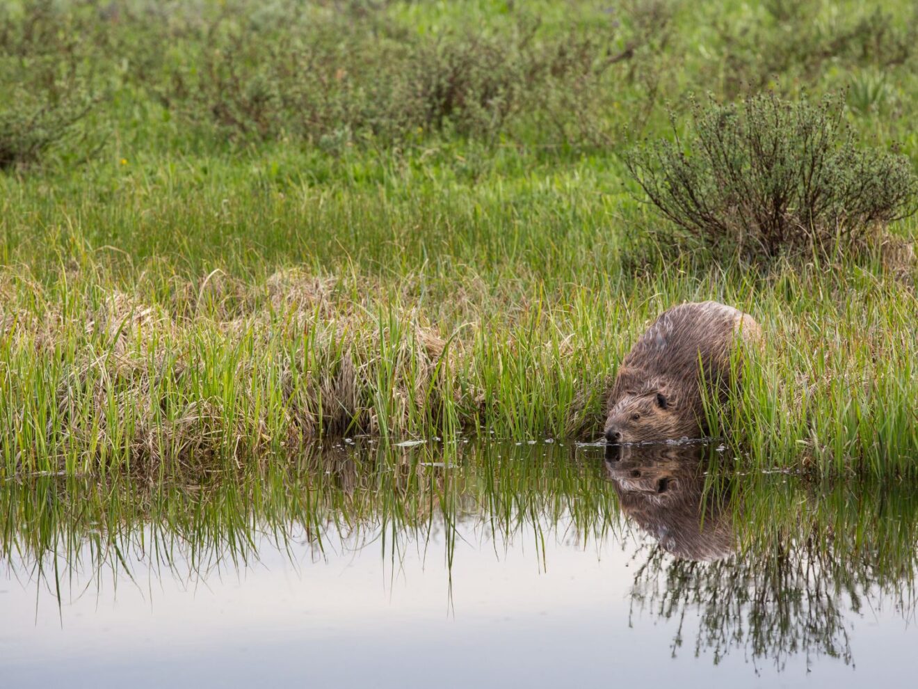 How the Beaver-Wolf Dynamic Modifies Forests - Geography Realm