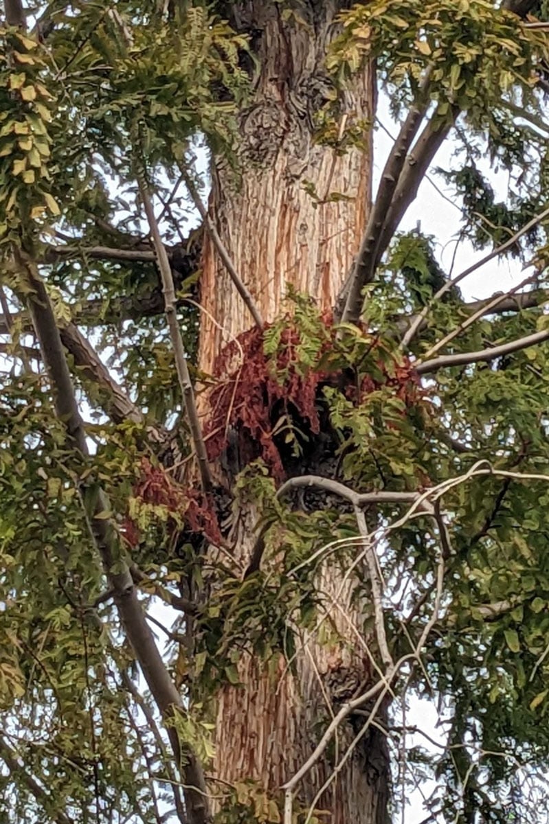 A squirrels drey, with reddish, dried needles, stands out against the green pine needles of a tree.