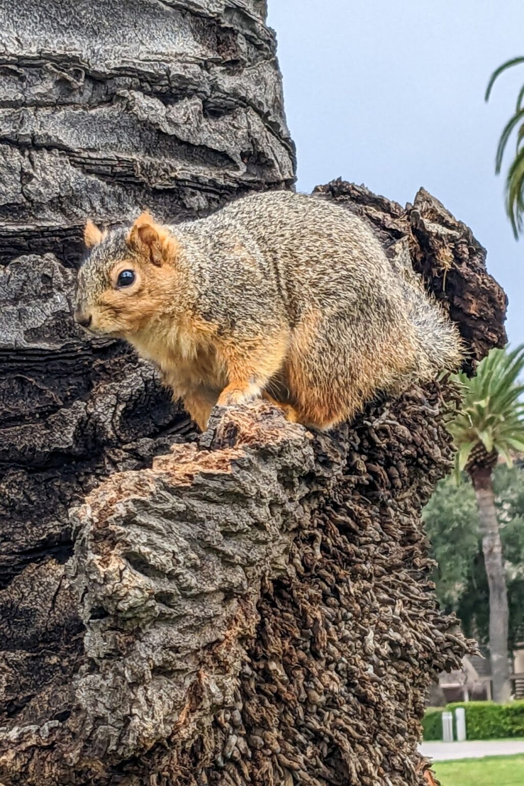 Tree With Squirrel What are Those Clumps in Trees? - Geography Realm
