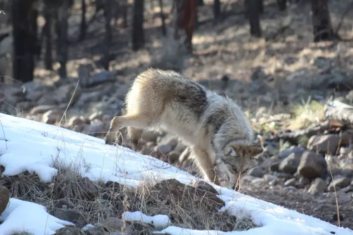 A male Mexican wolf stands on a snow covered log.