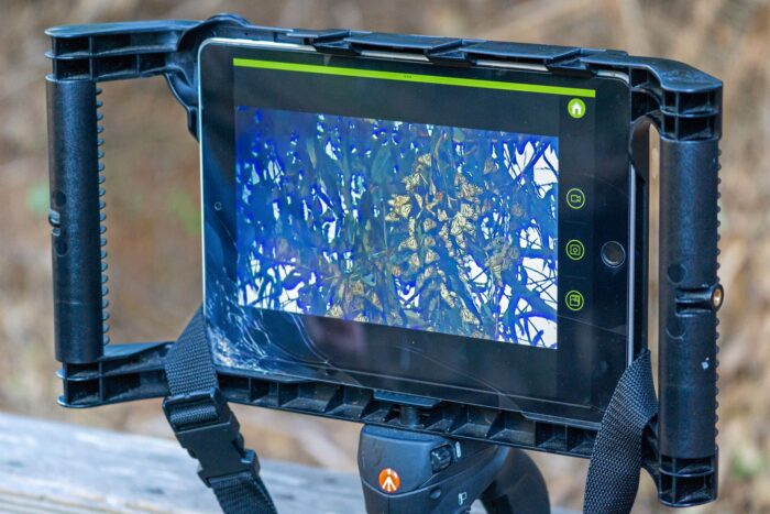 A monitor shows a close up look at monarch butterflies in the trees.