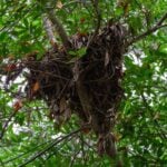 A clump of dried and browned leaves in a bright green leaved deciduous tree.
