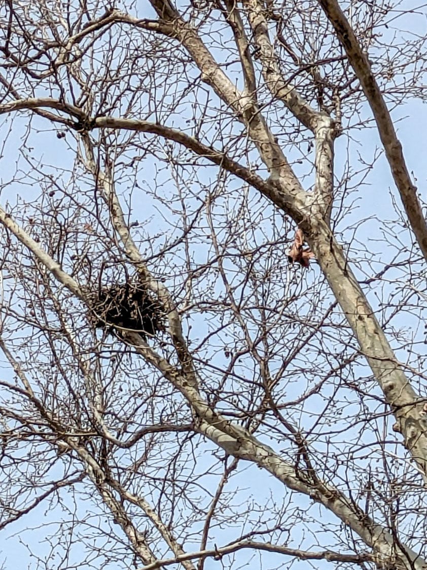 A deciduous tree with no leaves during winter that has a clump of leaves in the arm of a branch.