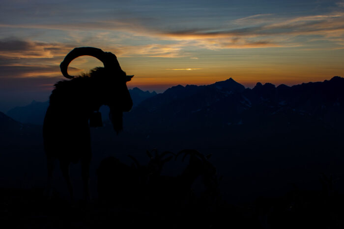 A silhouette of an ibex at sunset with the horns showing.