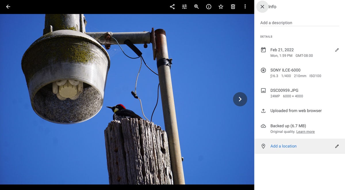 Screenshot showing the information screen for a photo of an old light post with a. woodpecker on it.