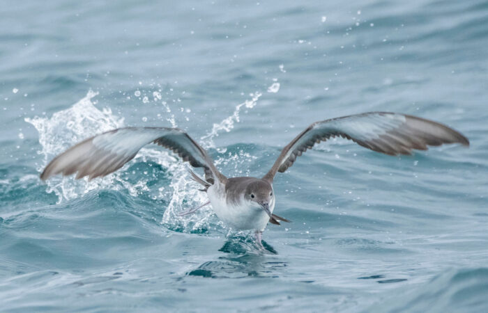 A seabird with wings outstretched flying out from the ocean with water splashing around the bird.