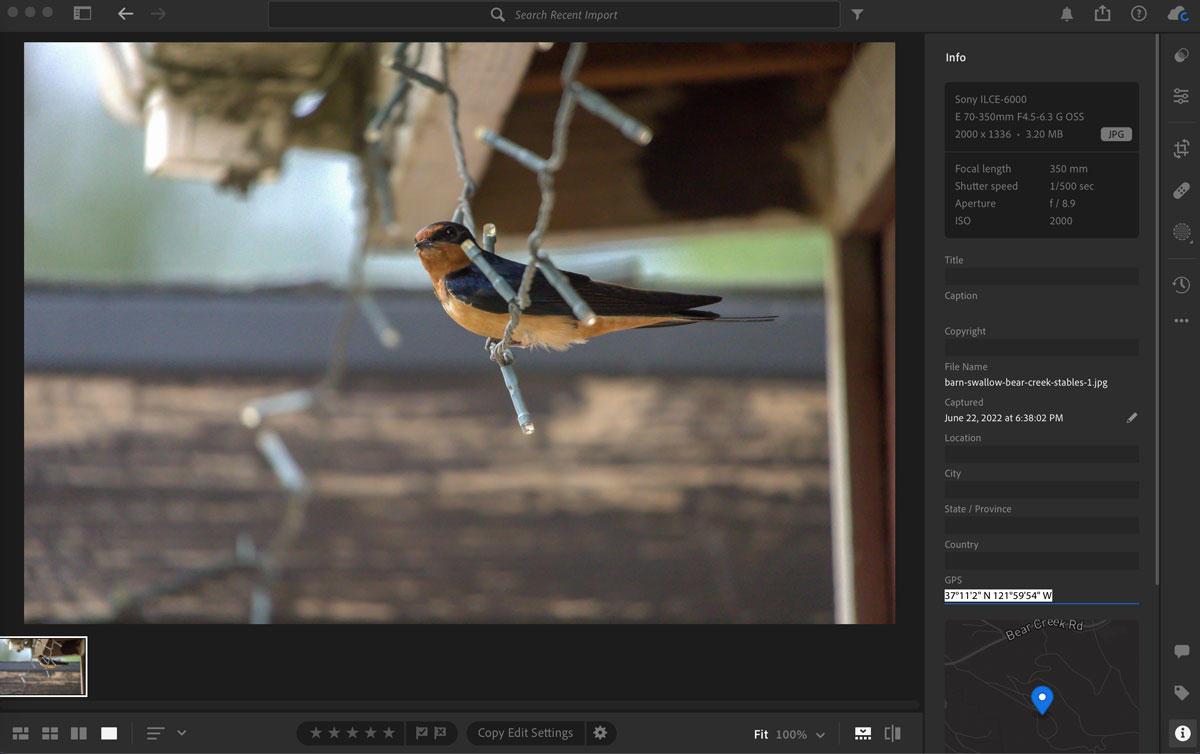A screenshot showing the image properties in Lightroom showing a barn swallow perched on Christmas lights.
