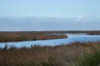 A view of a wetland with marshes on either side of a body of water.