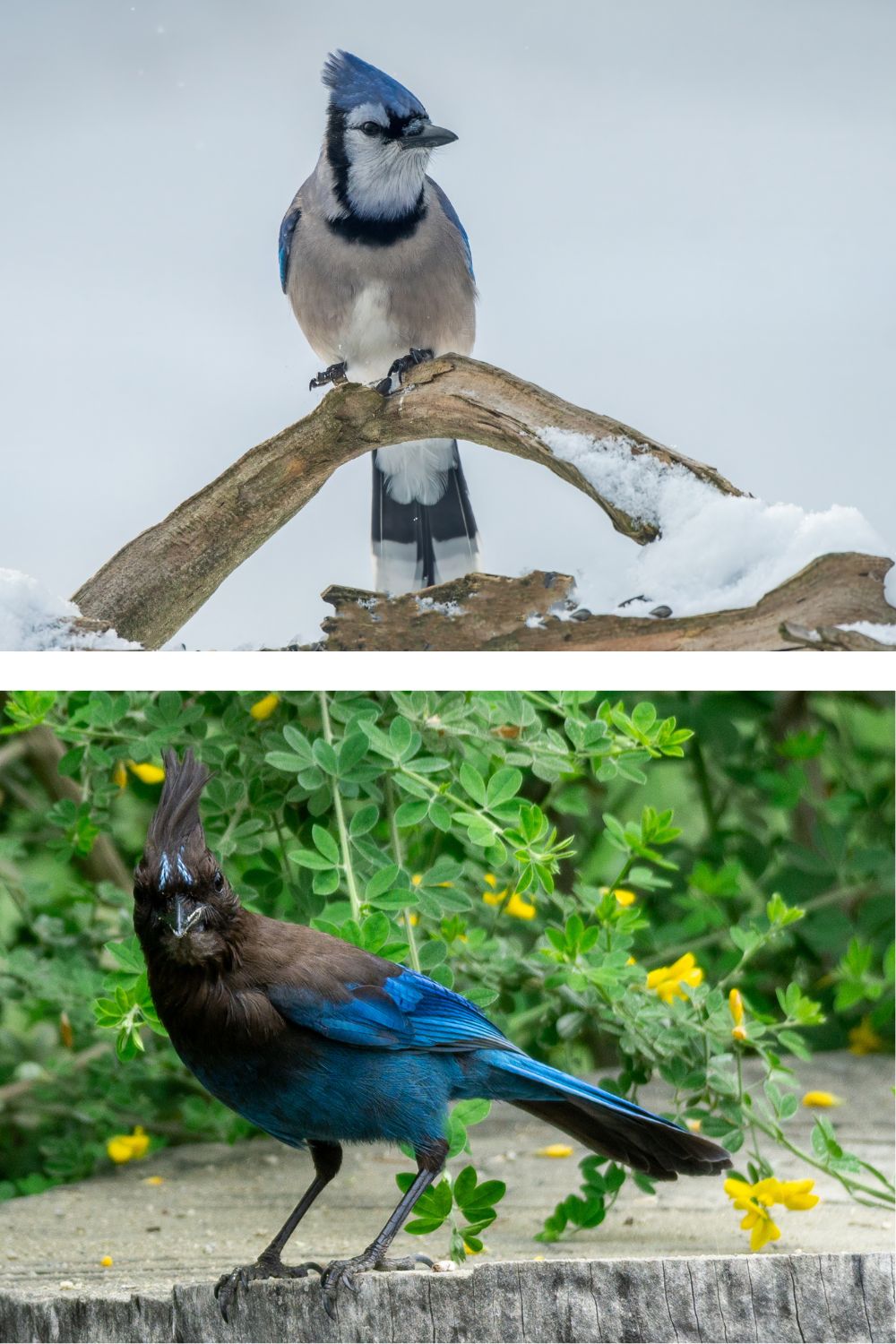 The top photo shows a blue jay perched on a wooden branch and the bottom shows a Steller's jay perched on a stump.