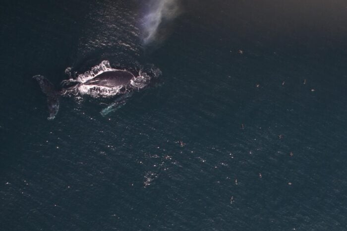 An aerial view of a humpback whale and shearwater in the Pacific Ocean.