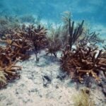 An underwater view of staghorn coral (Acropora cervicornis) on the sandy floor of the ocean.