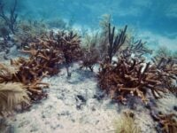 An underwater view of staghorn coral (Acropora cervicornis) on the sandy floor of the ocean.