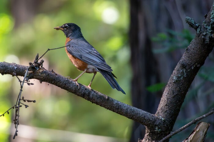 An American robin on a tree branch.