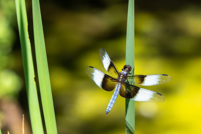 A black and white dragonfly resting on a blade of grass.