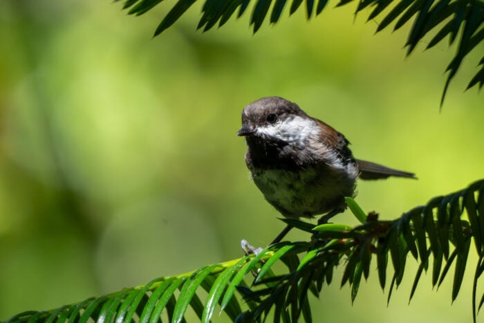 A chestnut-backed chickadee on a redwood branch.