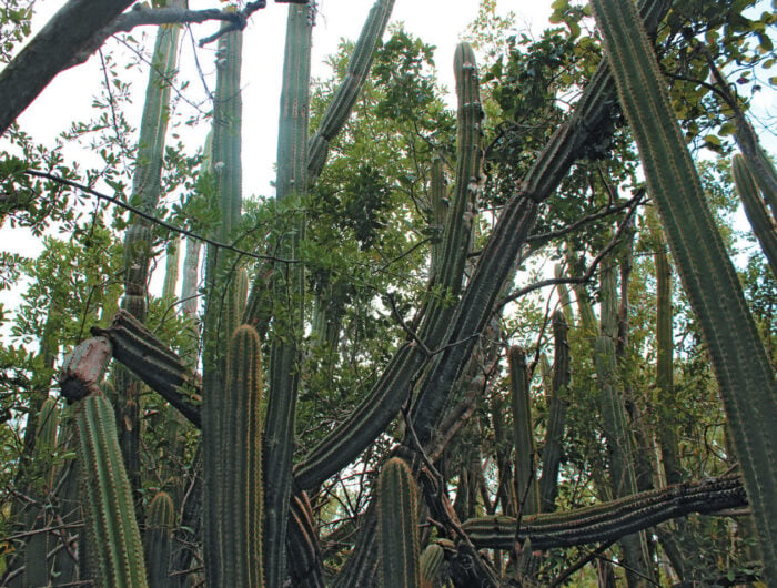 A view of cactus.