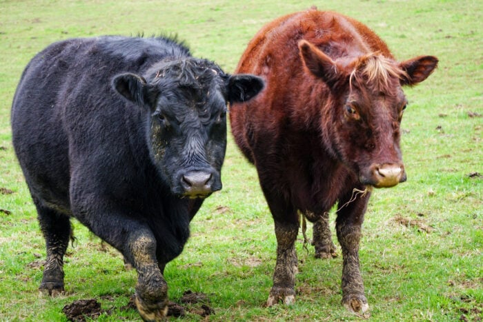 A black and a brown cow in a grassy pasture.