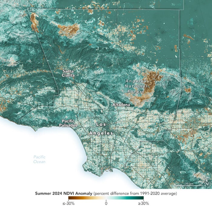 Map showing the NDVI anomaly in 2024 compared to average levels from 1991 to 2020). After a couple of years of above average precipitation in Southern California, vegetations levels in the summer of 2024 were 30% greener than average. Map: NASA, public domain.