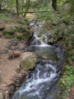 A running stream in a forest.