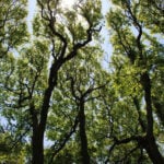 Crown shyness in trees. Gaps between the tree canopies on Fire Island. Photo: NPS, public domain.